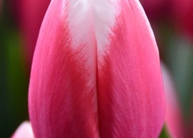 Tulipa Crossover ® (3)